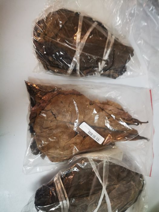 Frunze de katappa -pentru  paraziți intestinali