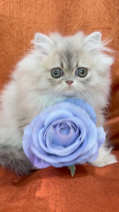 Pisica Persana Chinchilla cu Pedigree