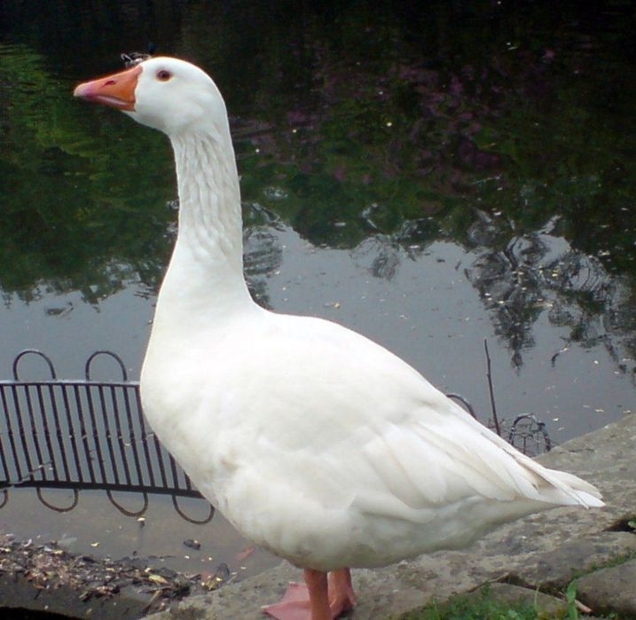 Zotdor gʻozlar sotiladi