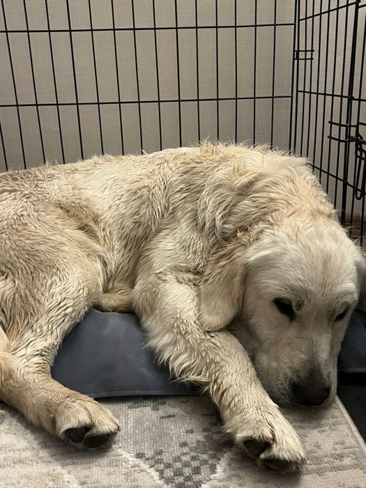 Найдена собака лабродор ретривера