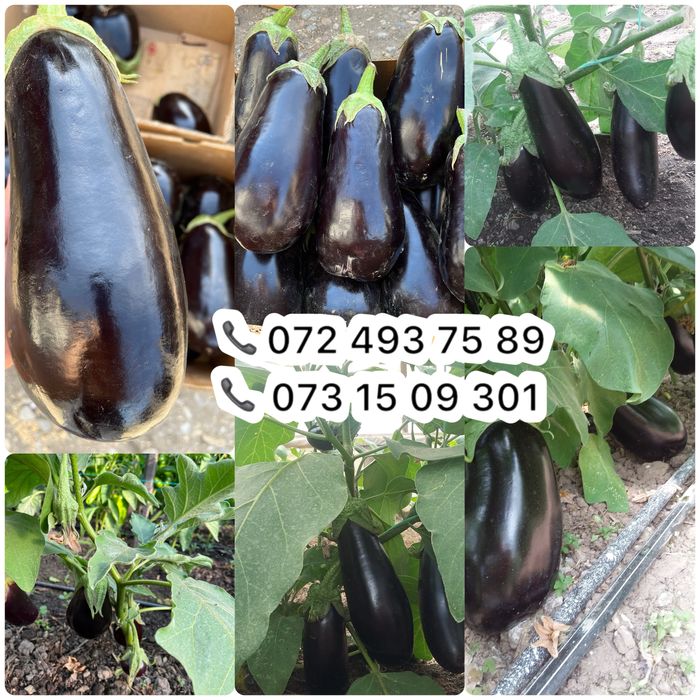 Rasad legume de vanzare! Calitate garantata! Direct de la producator