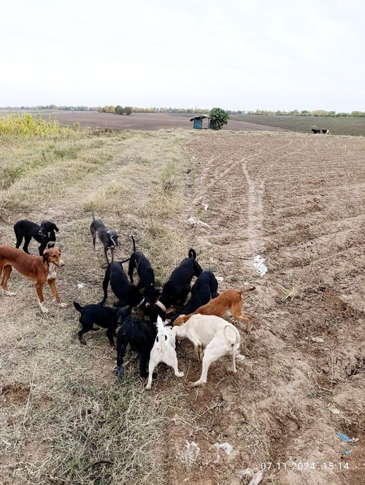 Тайган ва този зотли овчи итлар бор