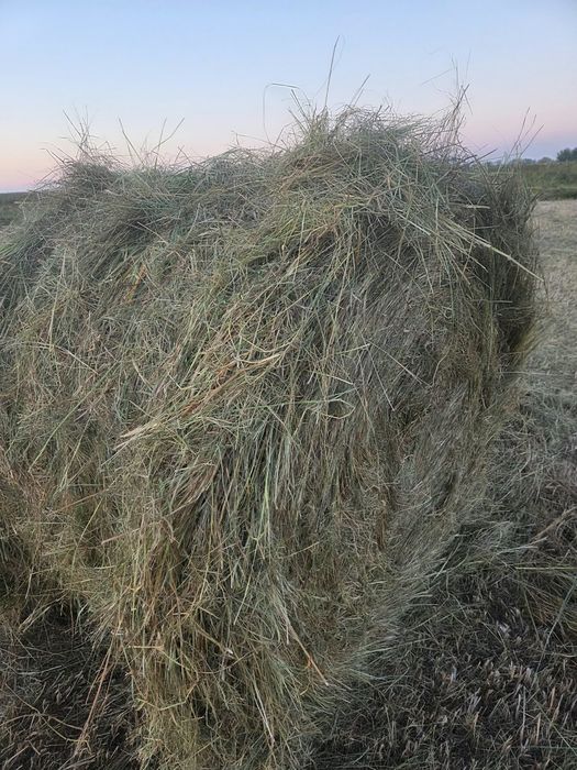 Сено луговой продам