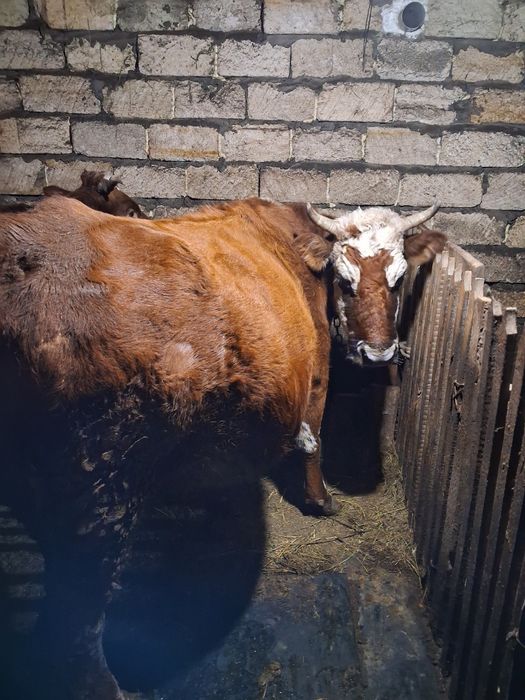 Продам корову крупная