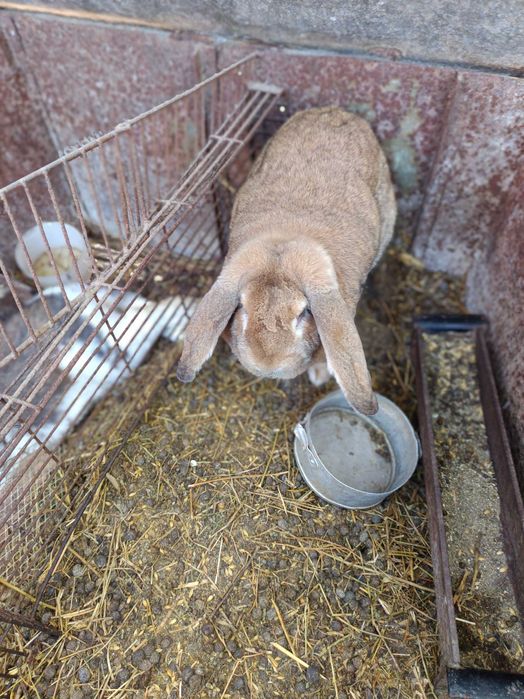 Зайци за разплод