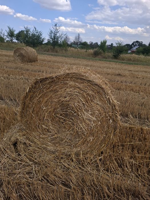 Baloti rotunzi paie de grâu 120x120cm
