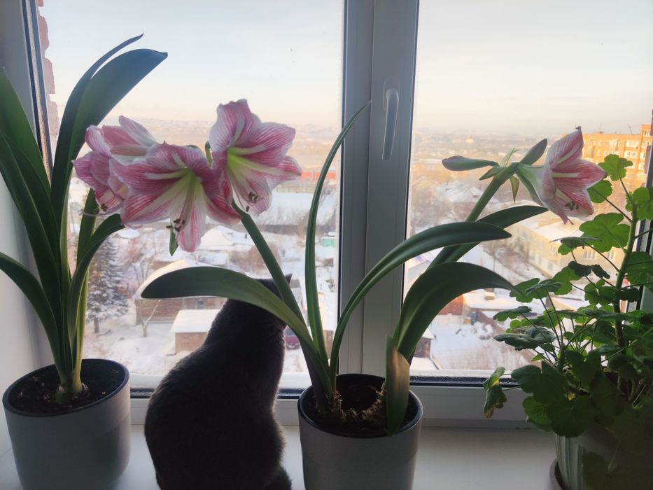 Гиппеаструм комнатный