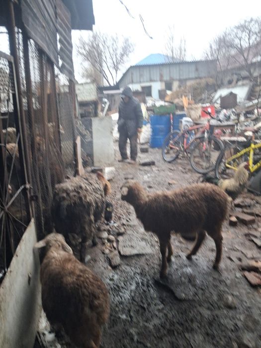 Қой    сатылады  қозысы мен