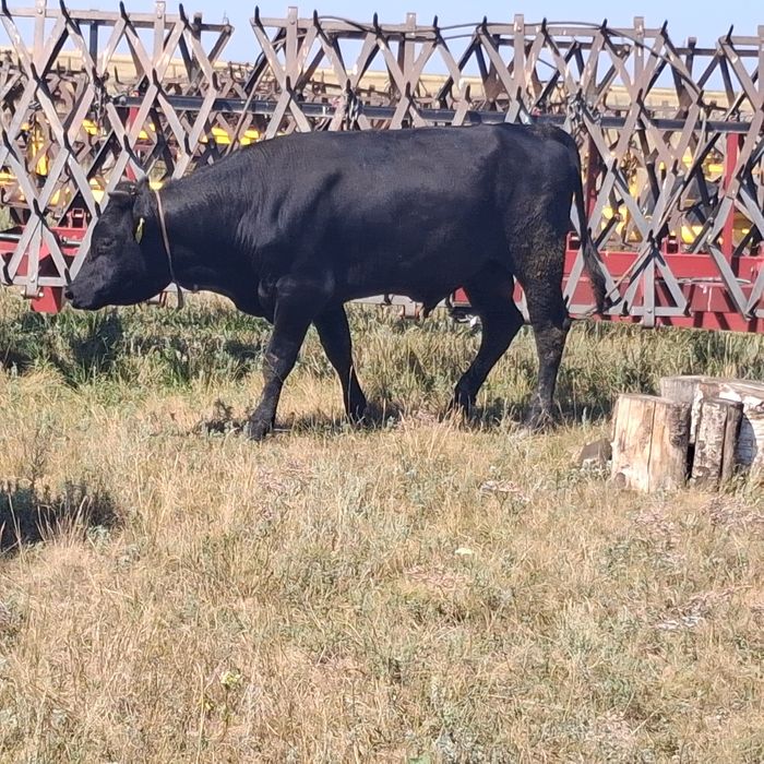 Бір жасар бұқалар 9.бас