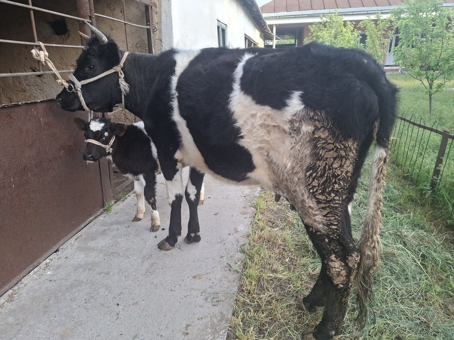 Бұзаулы сиыр сатылады