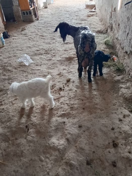 Молочной коза ег