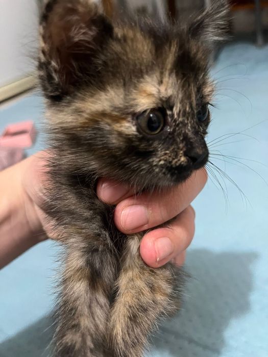 Котенок домашний