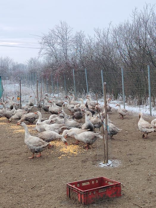 Gâste diferite marimi