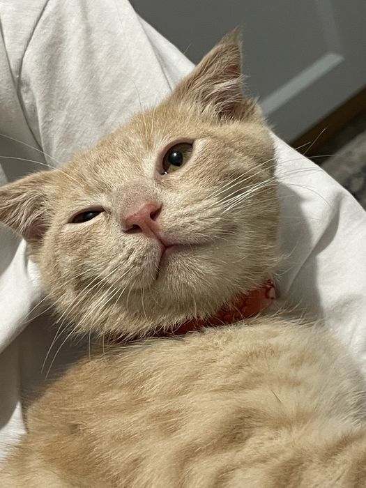 продам котёнка! 10.000