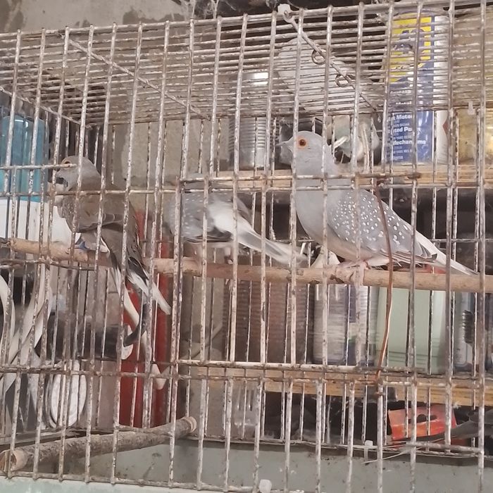 диамантени гугутки