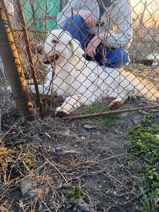 Mascul golden retriever.