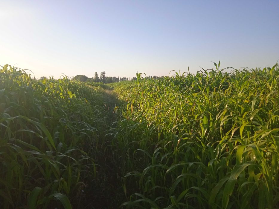 Молларга говуш сотилади