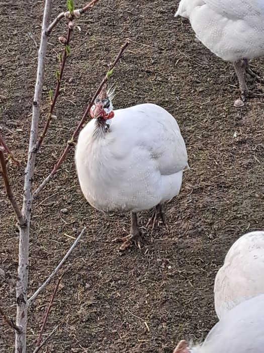 Oua bibilica alba siberiana