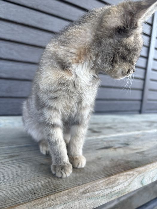 Отдам котенка в добрые руки