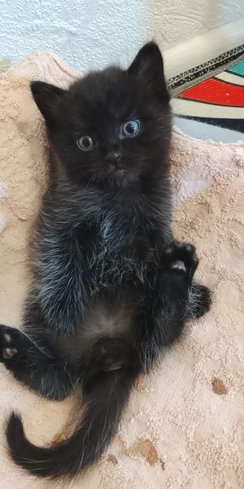 Милые котята даром
