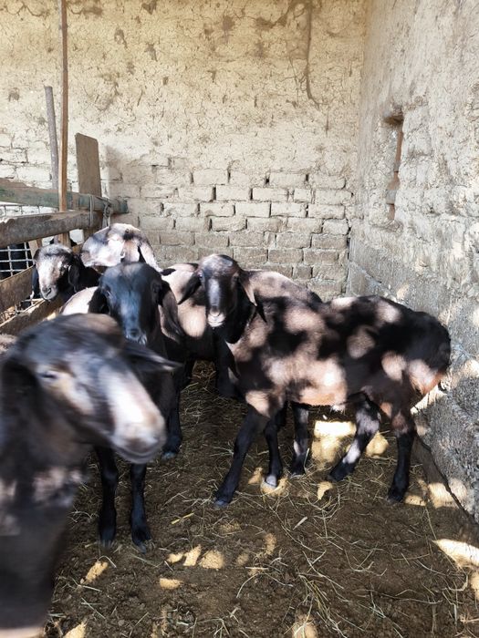 Qo'chqorlar sotiladi  Куй сотилади