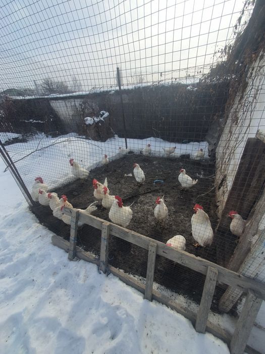 Яйцо  инкубационный