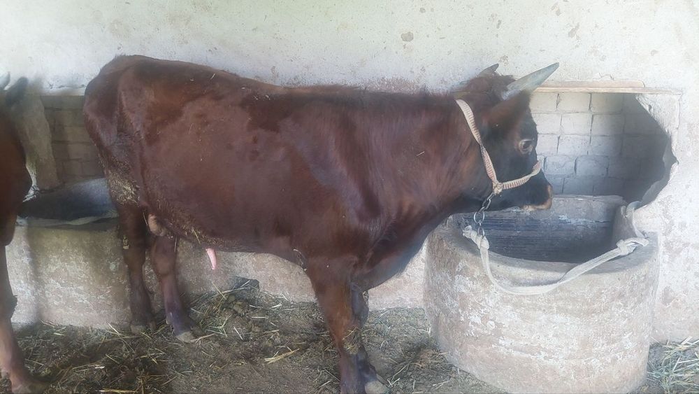 Buqachalar sotiladi