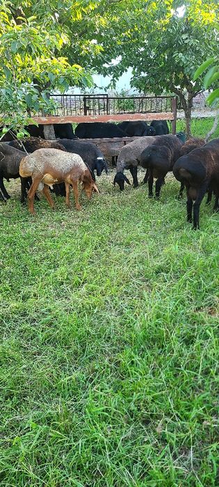 Qo'y bor. Qoylar.  yaxshi boqilgan qo'ylar. Qassob