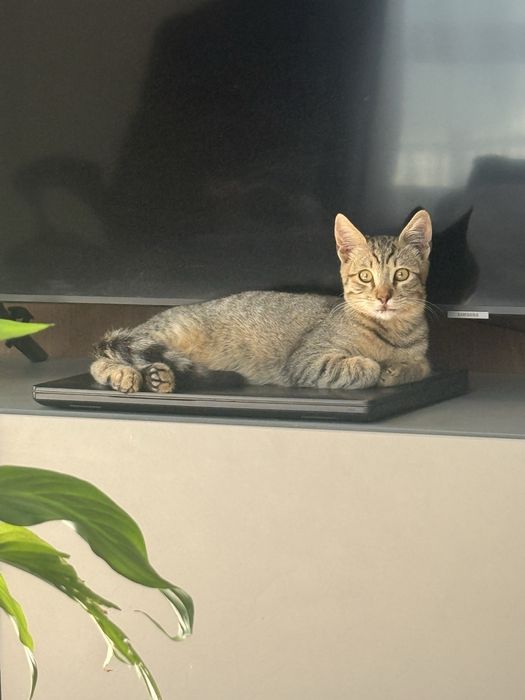 Pisic pentru adoptie