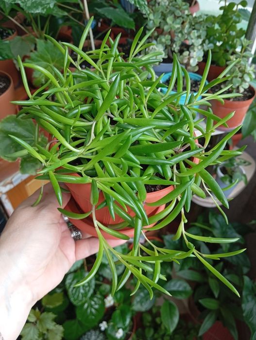 Продам растения цветы