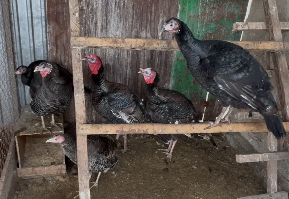 Индюки Индюшка на племя.