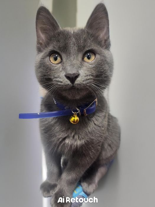 Котёнок 300 тыс.