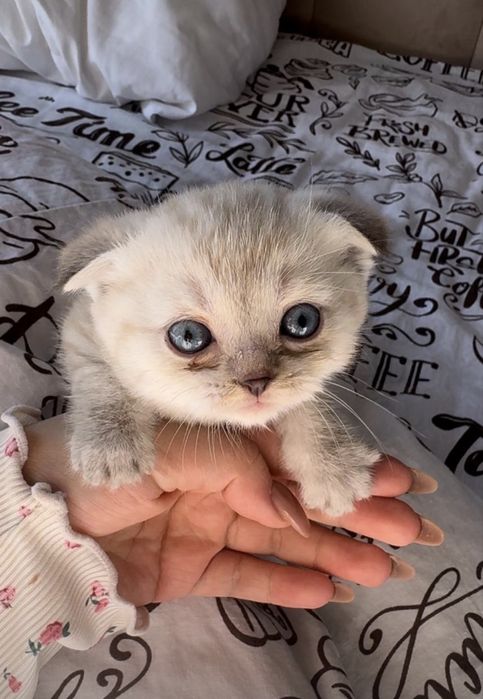 Кошки, котенки, 1,5 месяц