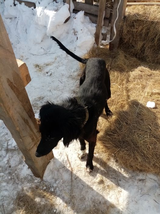 Тазы шашак кушик сатылады