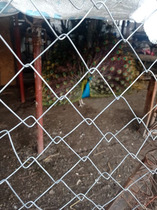 Pauni de vânzare sau la schimb cu o păunița