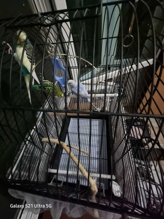 Попугай волнистые