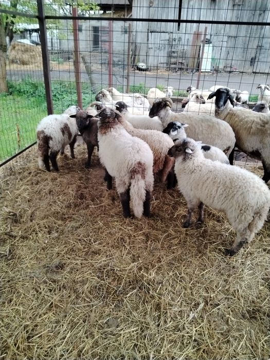 miel de Paşte crescut natural