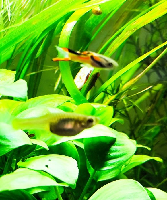 Endler guppy/ Endler/ Poecilia wingei - Black Bar