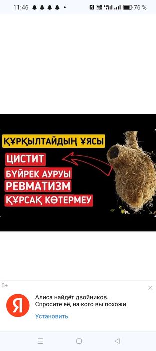 Гнездо ремеза лечебн