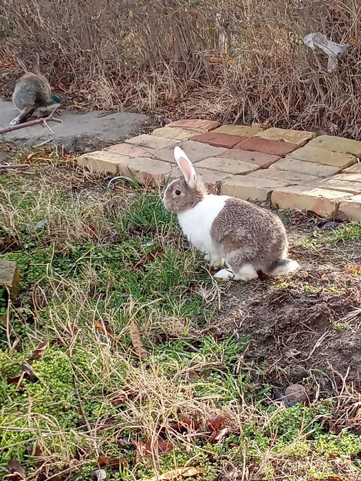 Кролики продаются