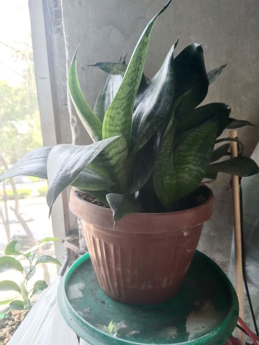 Комнатные растения