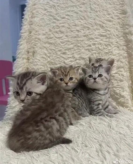 Элитные шотландские котята!