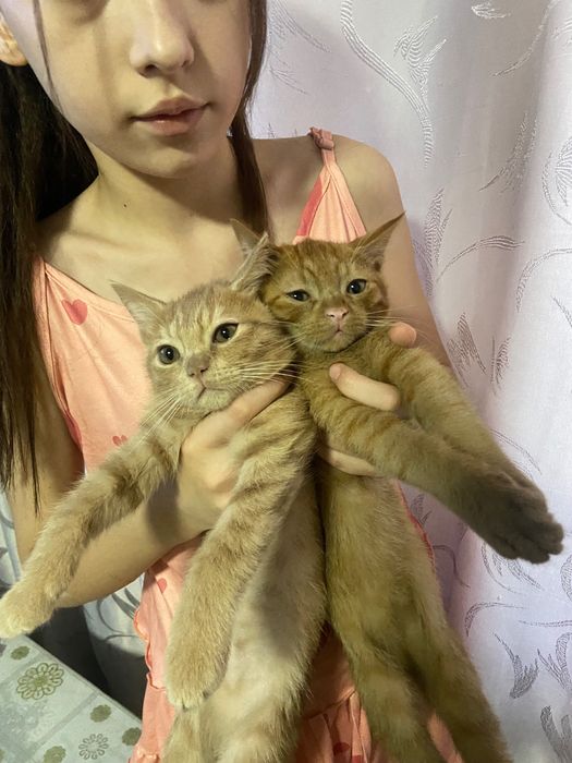Котята 4 месяца . Два мальчика отдадим в хорошую добрую семью .