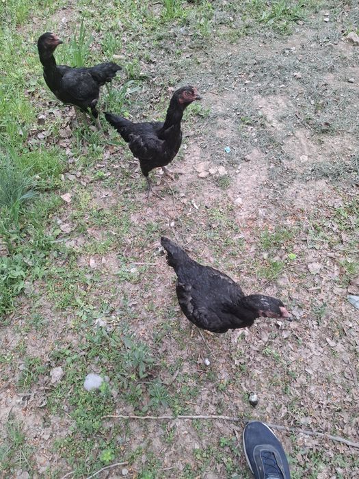 Дакан товук сотилади