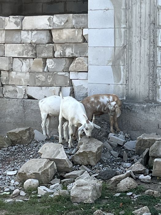 Продам козлят козлы нубийские