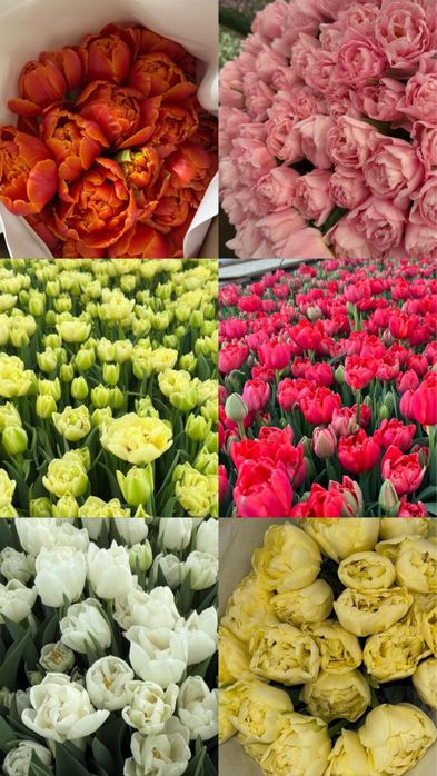 Цветы тюльпаны пионовидный тюльпаны