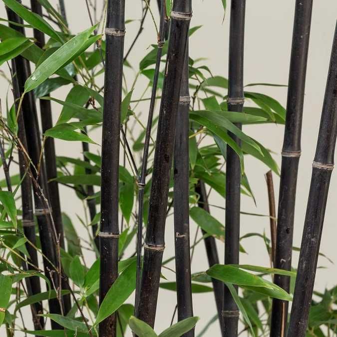 Bambus de gradina (Phyllostachys,Fargesia) rezistent la frig, gard viu