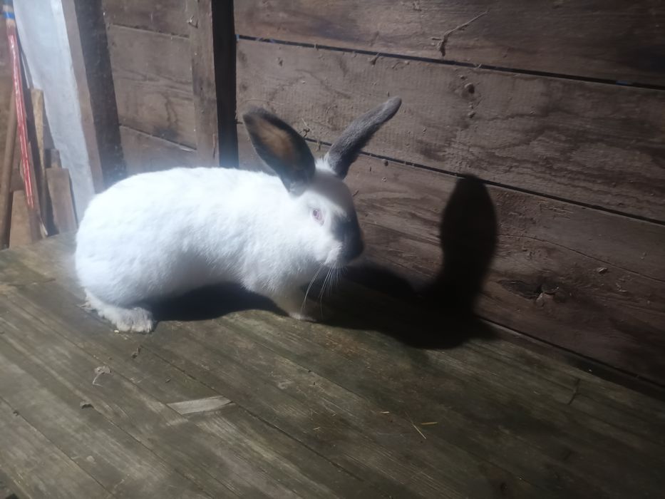 Femele urias german alb si urias de transilvania