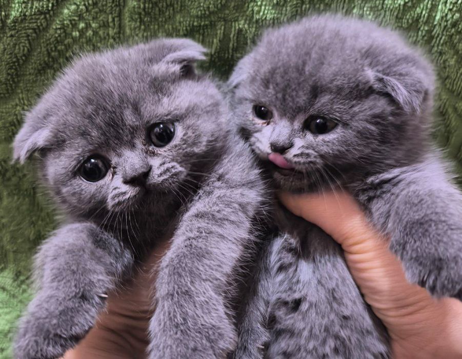 Шотландский чистокровные котята скоттиш фолд скоттиш страйт