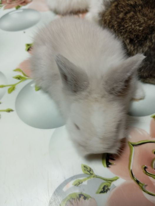 Iepurași Cap de Leu disponibili – 1,5 luni
Se vând 5 iepurași din rasa